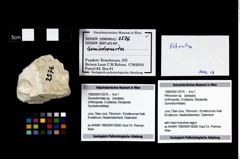 Foto (Objekt + Etikett) von Pithonoton sp.  (NHMW-GEO-1990-0041-2576)